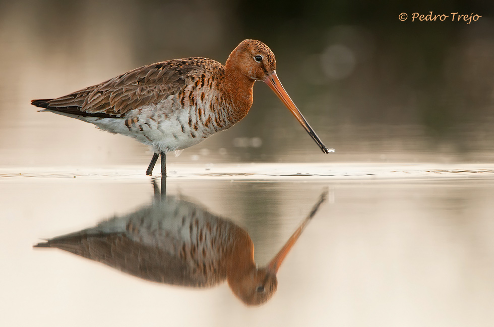 Aguja colinegra (Limosa limosa)